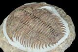 Lower Cambrian Trilobite (Longianda) - Issafen, Morocco #183631-3